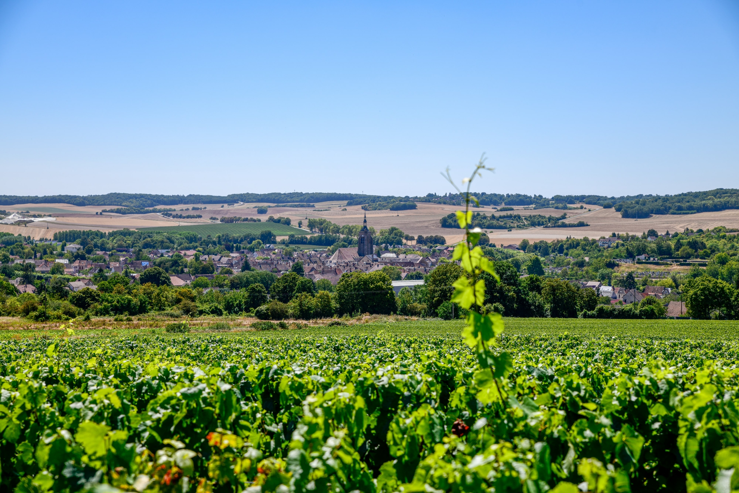 Vignoble de Champagne Villenauxe